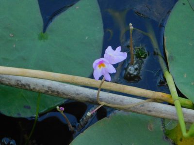 Utricularia purpurea, photographed by Jade Fortnash