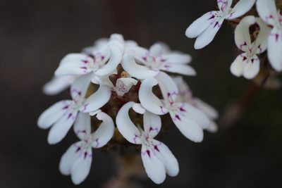 Stylidium crossocephalum, photographed by Hugo Innes