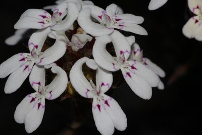 Stylidium crossocephalum, photographed by Hugo Innes