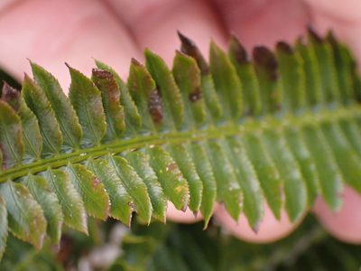 Polystichum imbricans, photographed by Shane Johnson