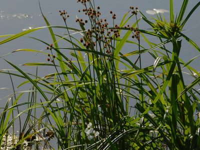Juncus megacephalus, photographed by Jade Fortnash