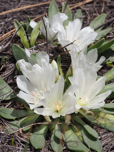 Lewisia brachycalyx, photographed by Nina House