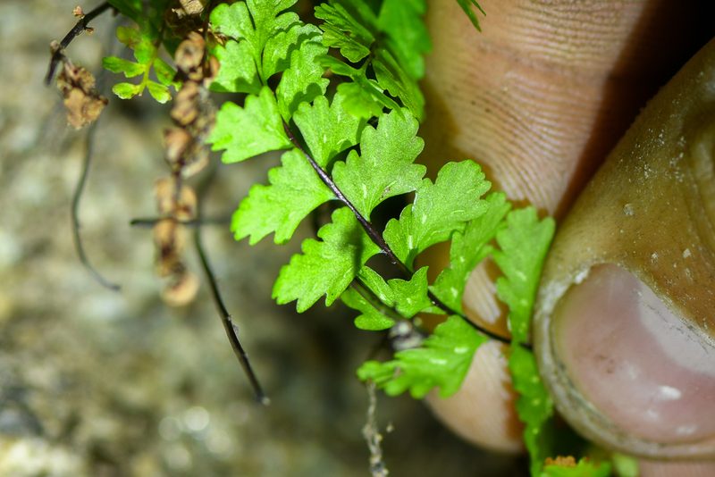 Asplenium vespertinum, photographed by Trevor Van Loon