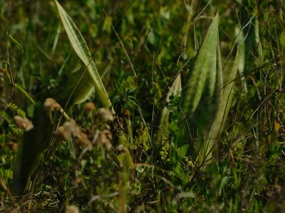 Dracaena hyacinthoides, photographed by Jade Fortnash