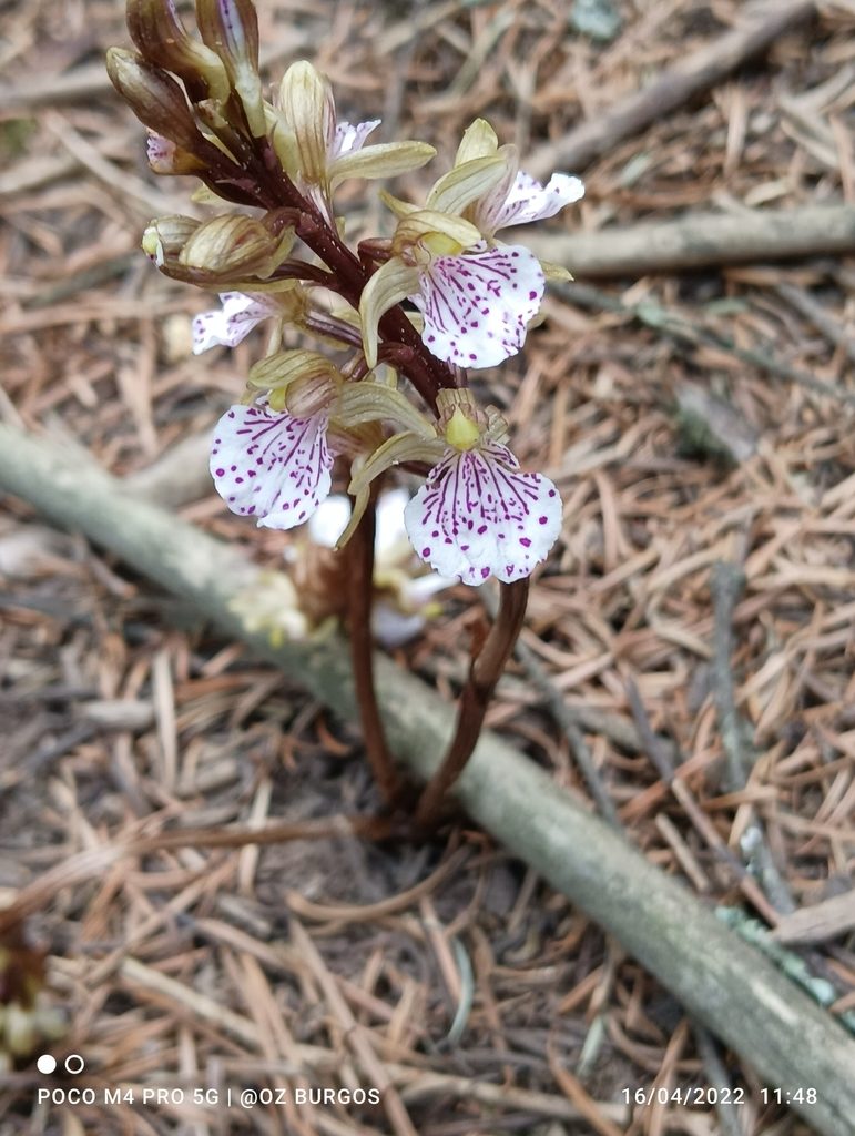 Corallorhiza macrantha, photographed by Ulises Emmanuel Martínez Burgos