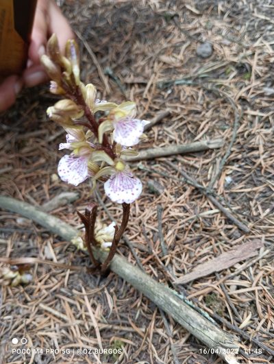 Corallorhiza macrantha, photographed by Ulises Emmanuel Martínez Burgos