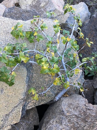Vasconcellea chilensis, photographed by Patricio Novoa