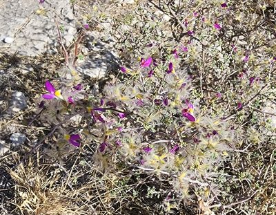 Dalea formosa, photographed by Lyrae