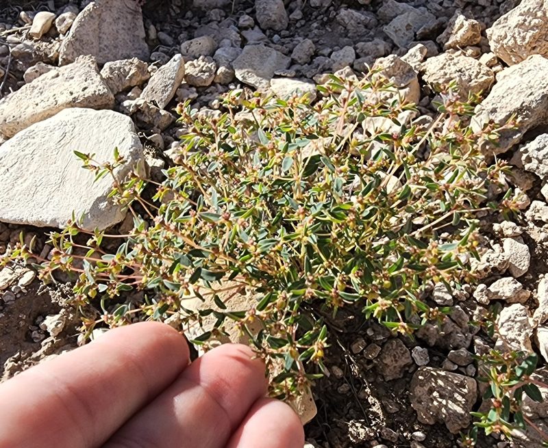 Euphorbia chaetocalyx, photographed by Lyrae