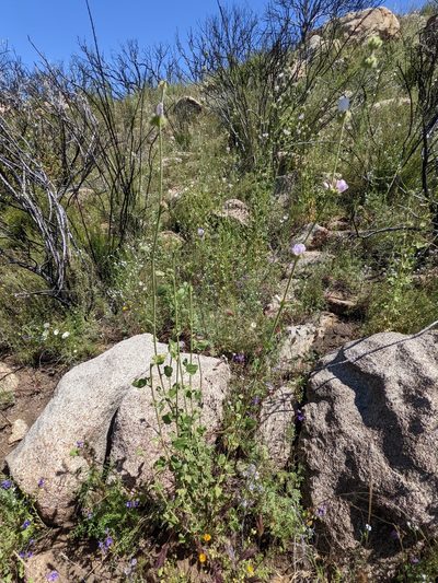 Malacothamnus densiflorus, photographed by Trevor Van Loon