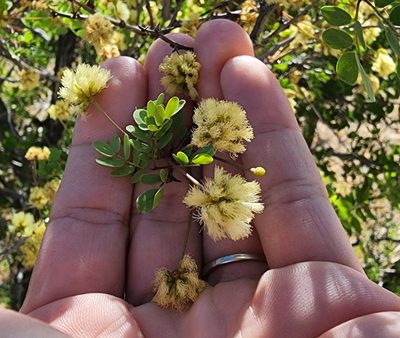 Senegalia roemeriana, photographed by Lyrae