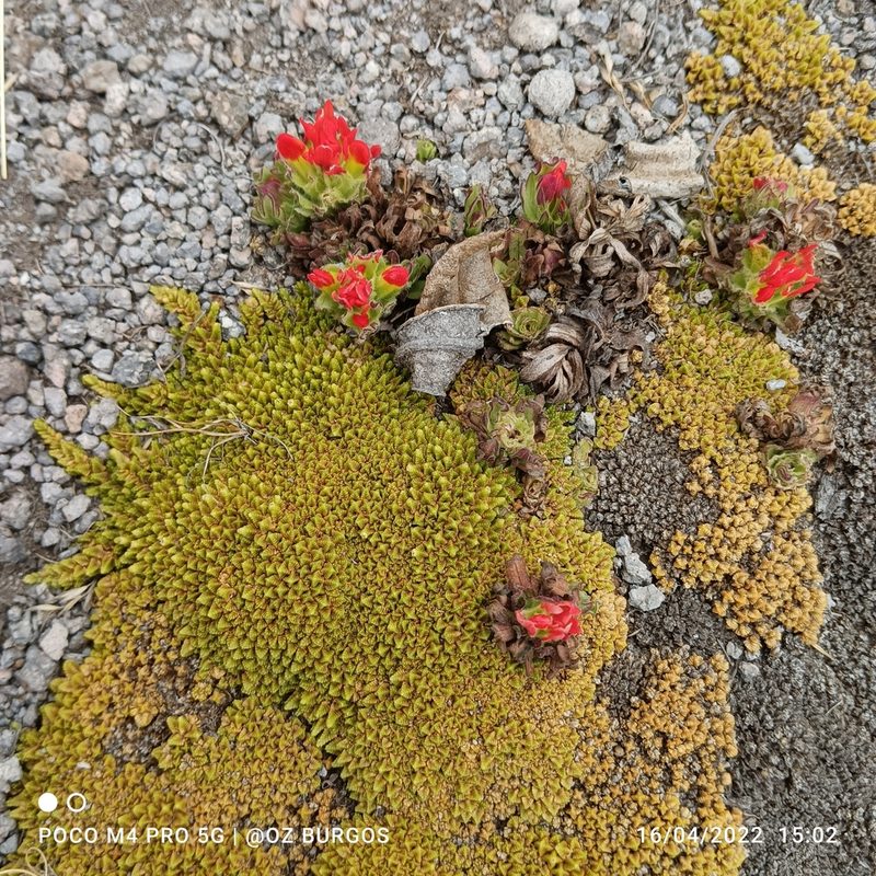 Arenaria bryoides, photographed by Ulises Emmanuel Martínez Burgos