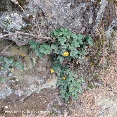 Berberis alpina, photographed by Ulises Emmanuel Martínez Burgos
