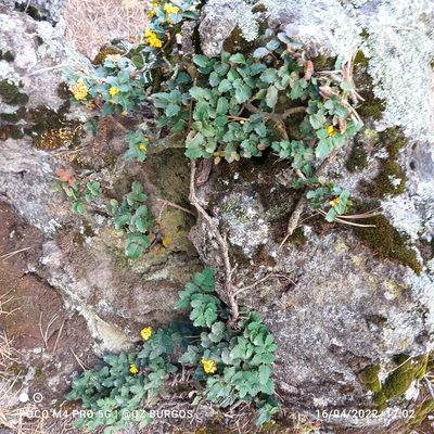 Berberis alpina, photographed by Ulises Emmanuel Martínez Burgos