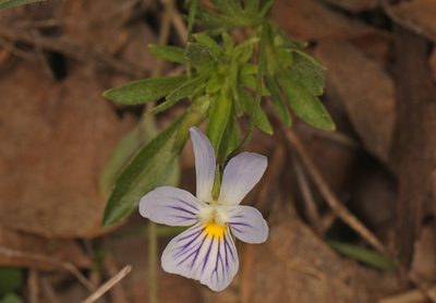 Viola rafinesquei, photographed by Judy Gallagher
