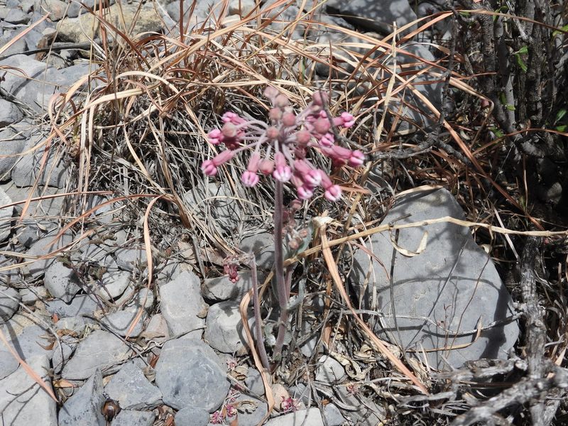 Asclepias scaposa, photographed by Leticia Jiménez Hernández