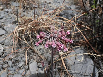 Asclepias scaposa, photographed by Leticia Jiménez Hernández