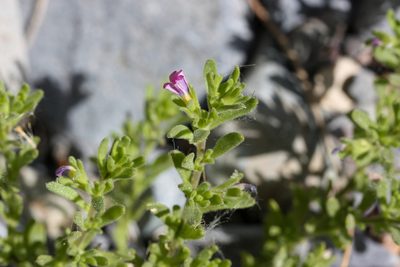 Calibrachoa parviflora, photographed by Andrew Meeds