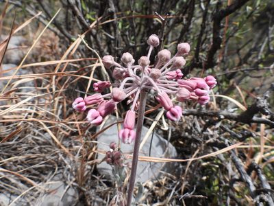 Asclepias scaposa, photographed by Leticia Jiménez Hernández
