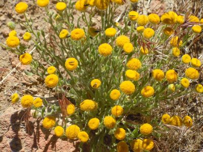 Erigeron aphanactis, photographed by Jim Dreier