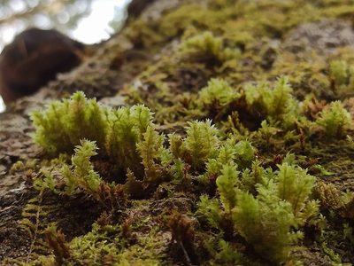 Neckera pennata, photographed by Игорь Васильев