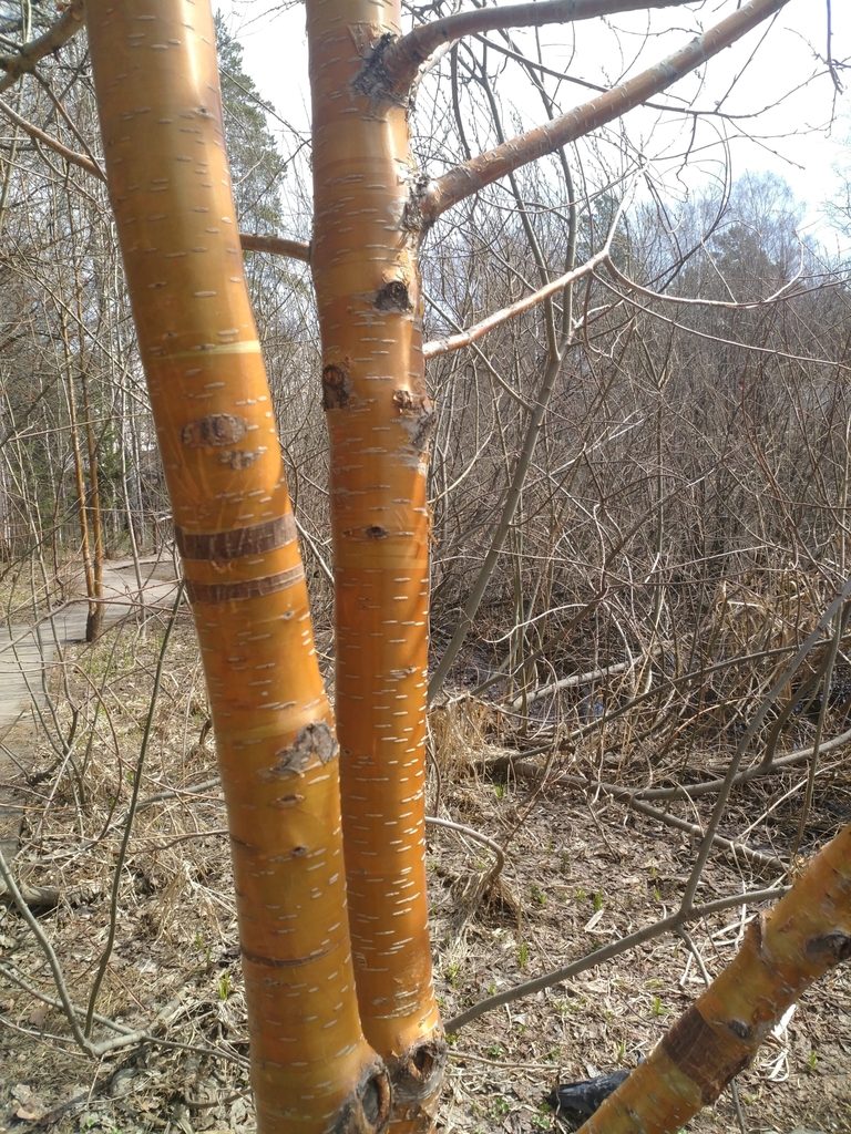 Prunus maackii, photographed by Алёна Карцева