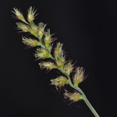 Cenchrus echinatus, photographed by kbkash