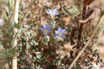 Eriastrum eremicum, photographed by Andrew Meeds
