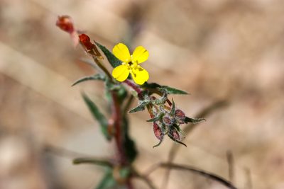 Camissoniopsis micrantha, photographed by Andrew Meeds