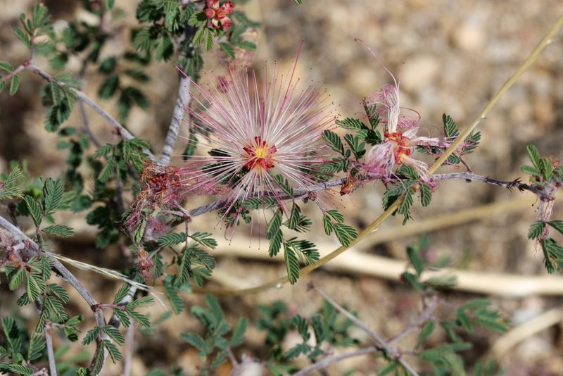 Calliandra eriophylla, photographed by Andrew Meeds