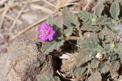 Allionia incarnata, photographed by Andrew Meeds