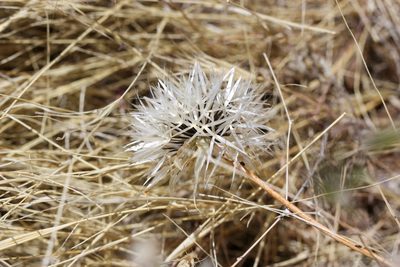Uropappus lindleyi, photographed by Andrew Meeds