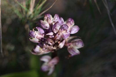 Himantoglossum robertianum, photographed by Jacqueline Jeanne