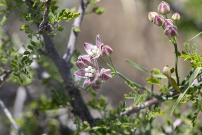 Funastrum heterophyllum, photographed by Andrew Meeds