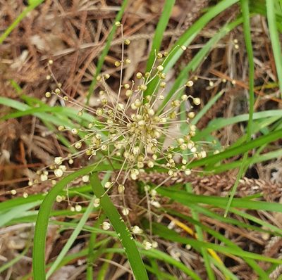 Lomandra laxa, photographed by ronavery