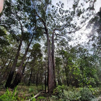 Eucalyptus pilularis, photographed by ronavery