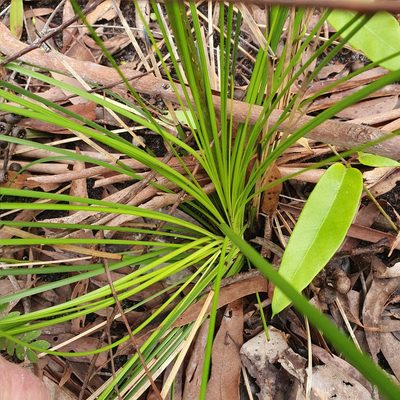 Xanthorrhoea macronema, photographed by ronavery