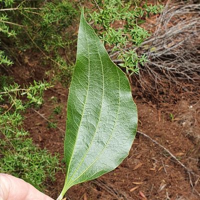 Acacia flavescens, photographed by ronavery