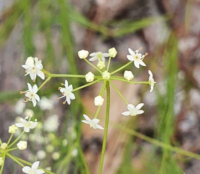 Platysace linearifolia, photographed by ronavery