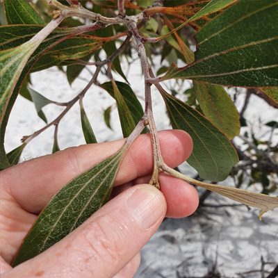 Acacia flavescens, photographed by ronavery