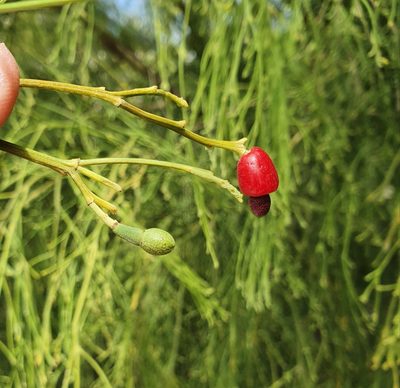Exocarpos cupressiformis, photographed by ronavery