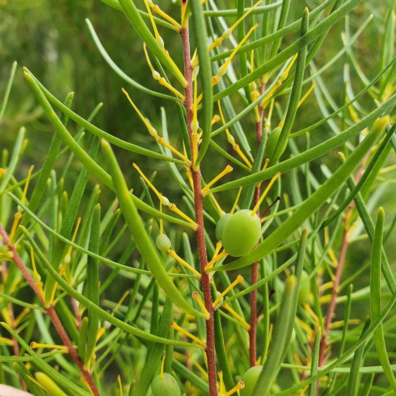 Persoonia virgata, photographed by ronavery