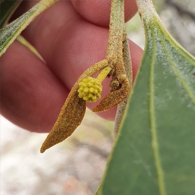 Acacia flavescens, photographed by ronavery