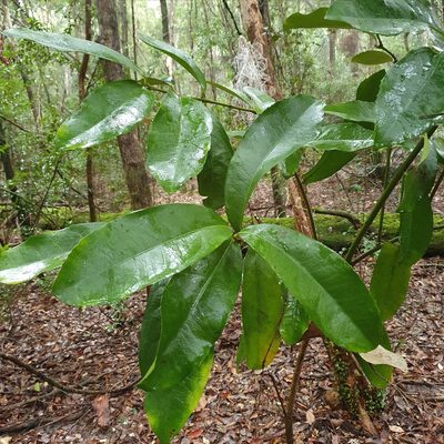 Wilkiea macrophylla, photographed by ronavery