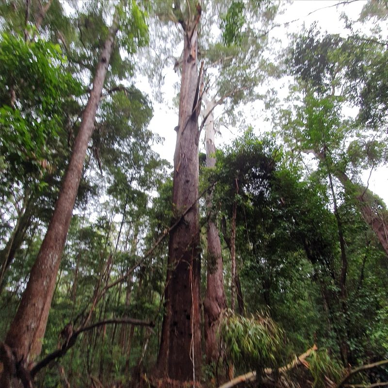 Eucalyptus pilularis, photographed by ronavery