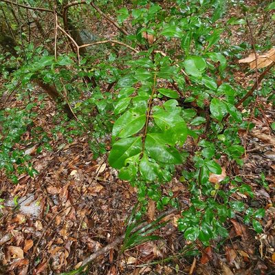 Backhousia myrtifolia, photographed by ronavery