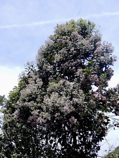 Strobocalyx arborea, photographed by Seema Merchant