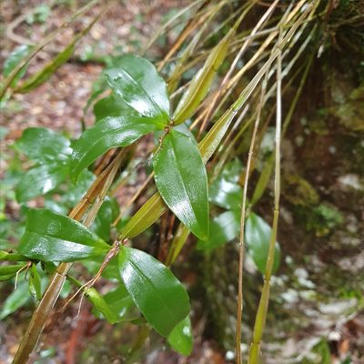 Dendrobium tetragonum, photographed by ronavery