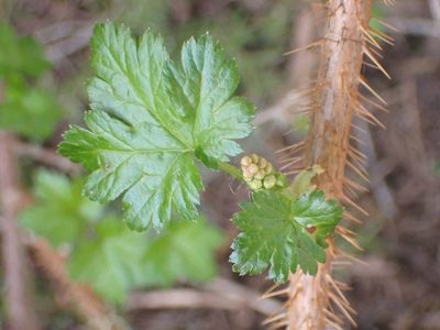 Ribes lacustre, photographed by giantcicada