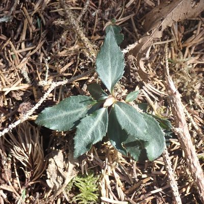 Chimaphila menziesii, photographed by giantcicada